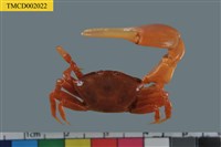 藏品(粗腿擬瘦招潮蟹)的圖片